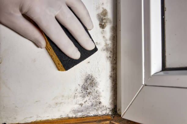 Best Post-Construction Mold Inspection  in Baldwyn, MS